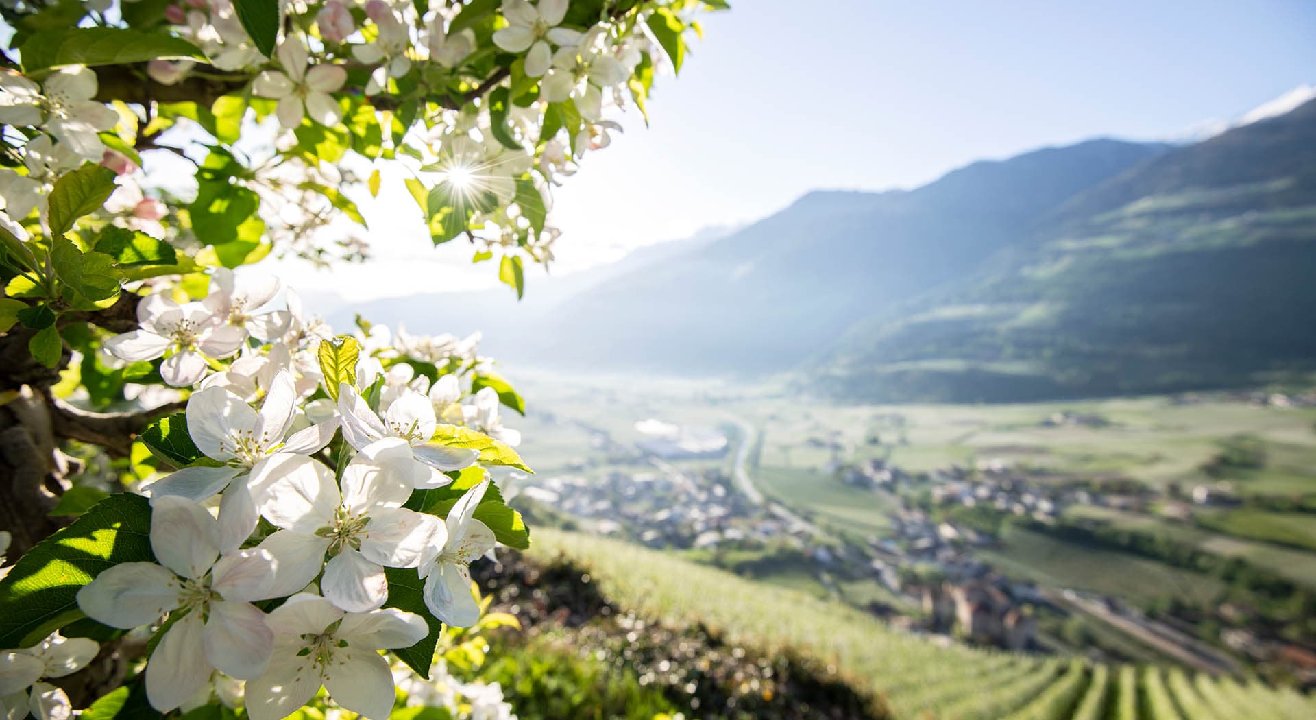 Frühlingserwachen in Südtirols Süden Eppan Urlaub in den Dolomiten (4)